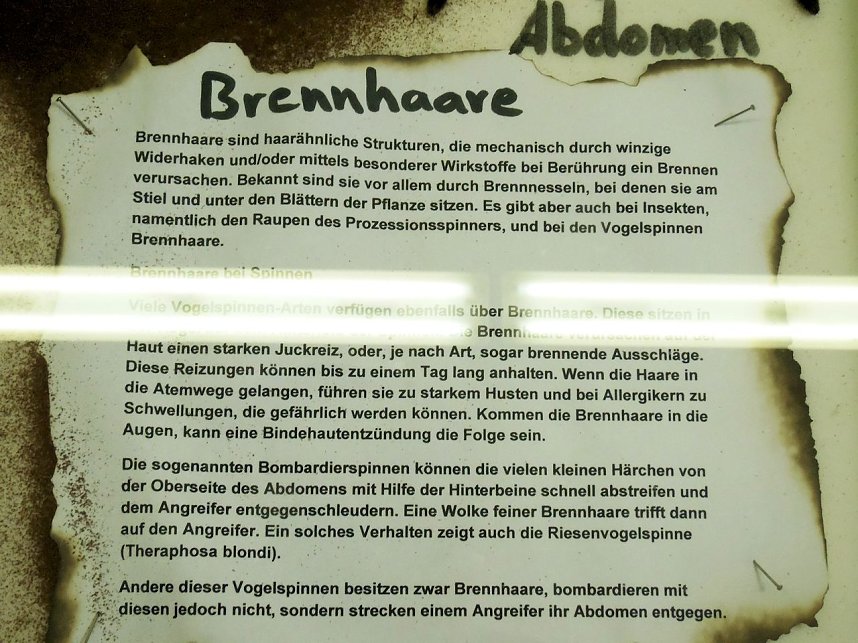 Insekten und mehr in Sundhausen