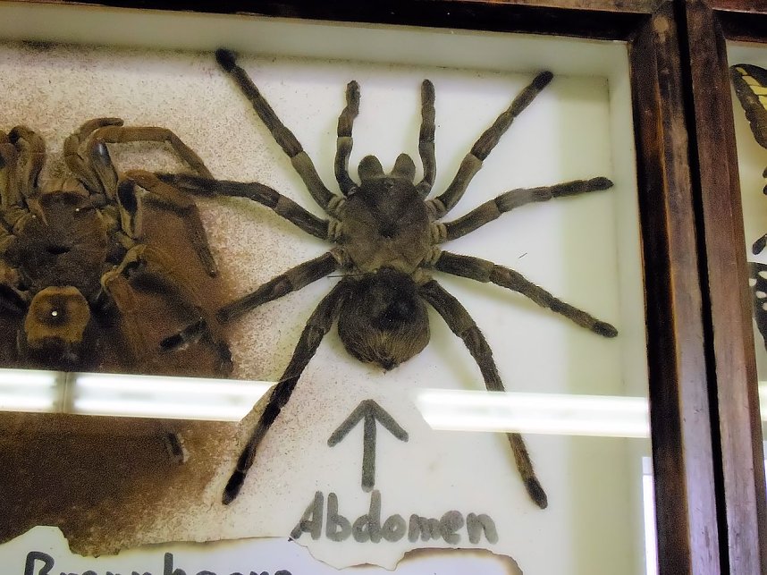 Insekten und mehr in Sundhausen