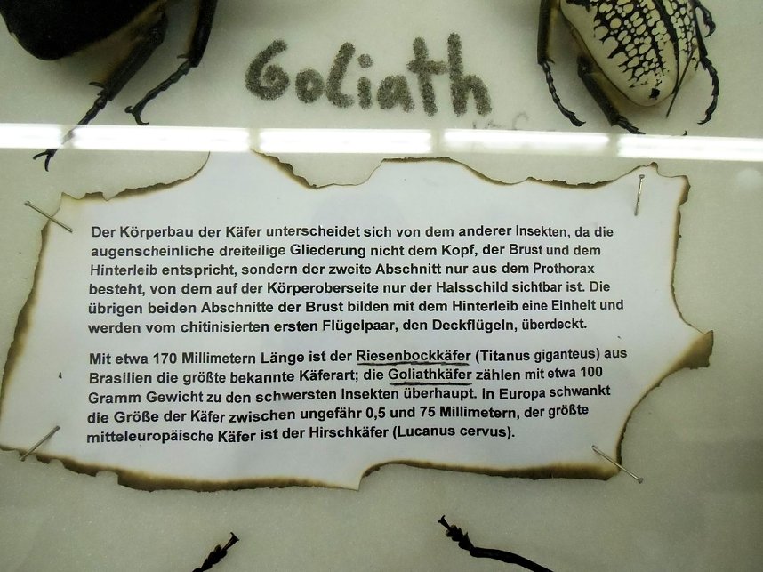 Insekten und mehr in Sundhausen