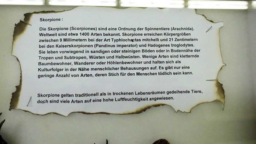 Insekten und mehr in Sundhausen