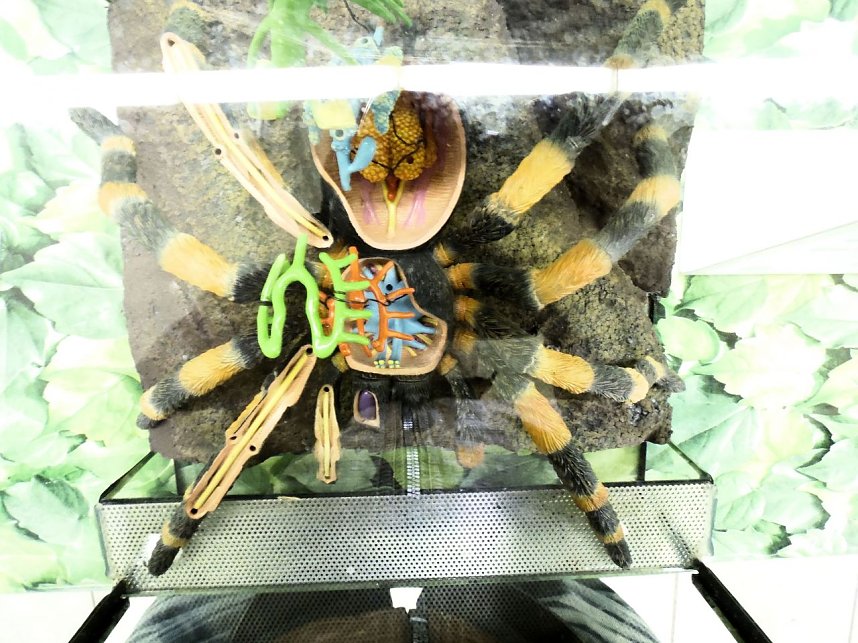 Insekten und mehr in Sundhausen