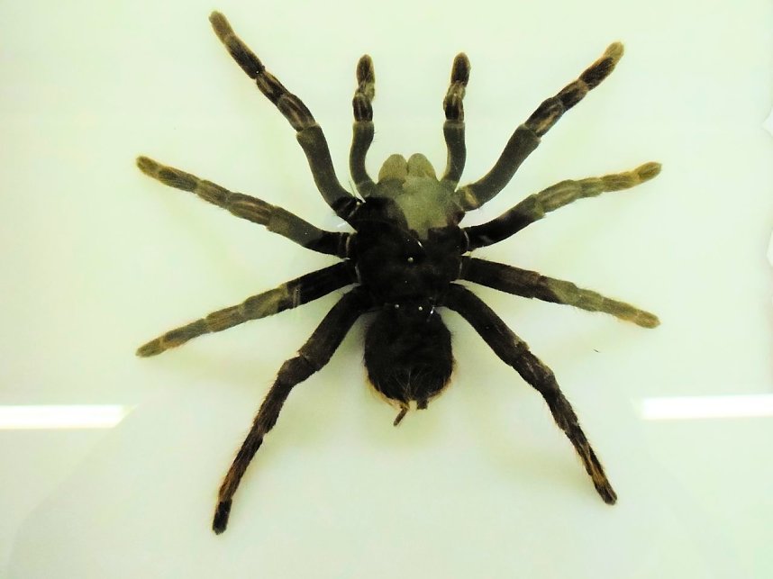 Insekten und mehr in Sundhausen