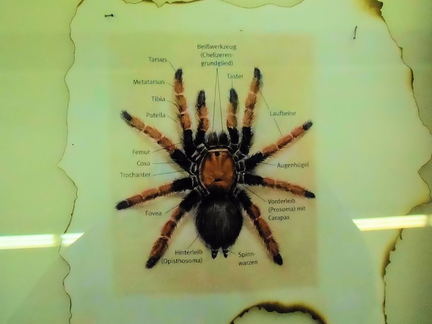 Insekten und mehr in Sundhausen