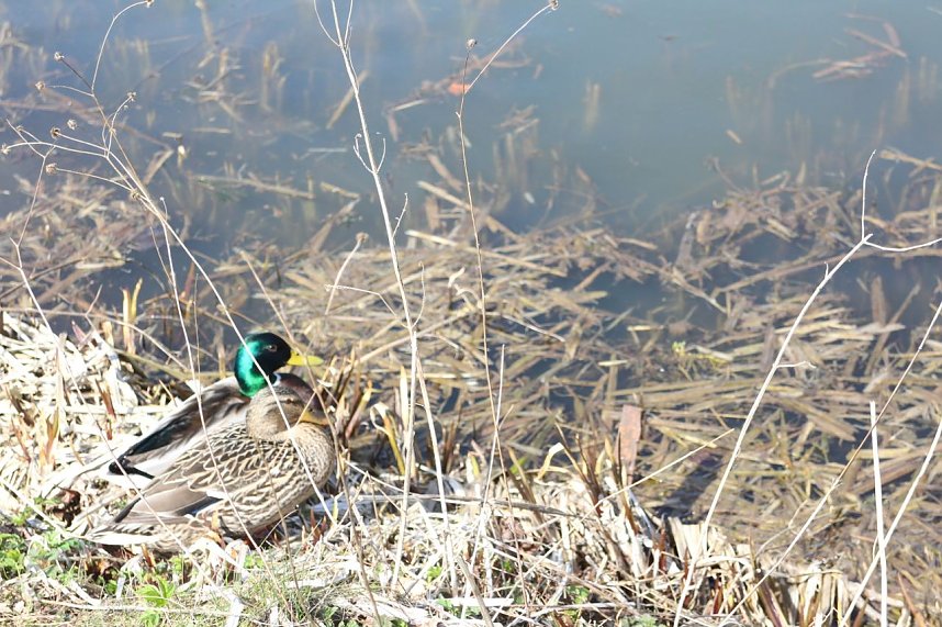 Gondelsaison in Neustadt er&ouml;ffnet