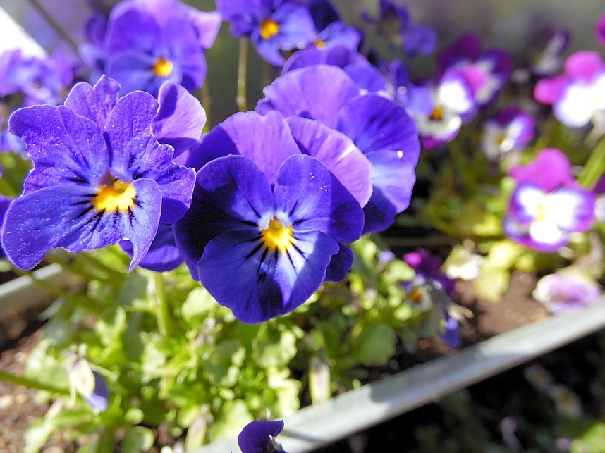 Saisoner&ouml;ffnung im Sangerh&auml;user Rosarium