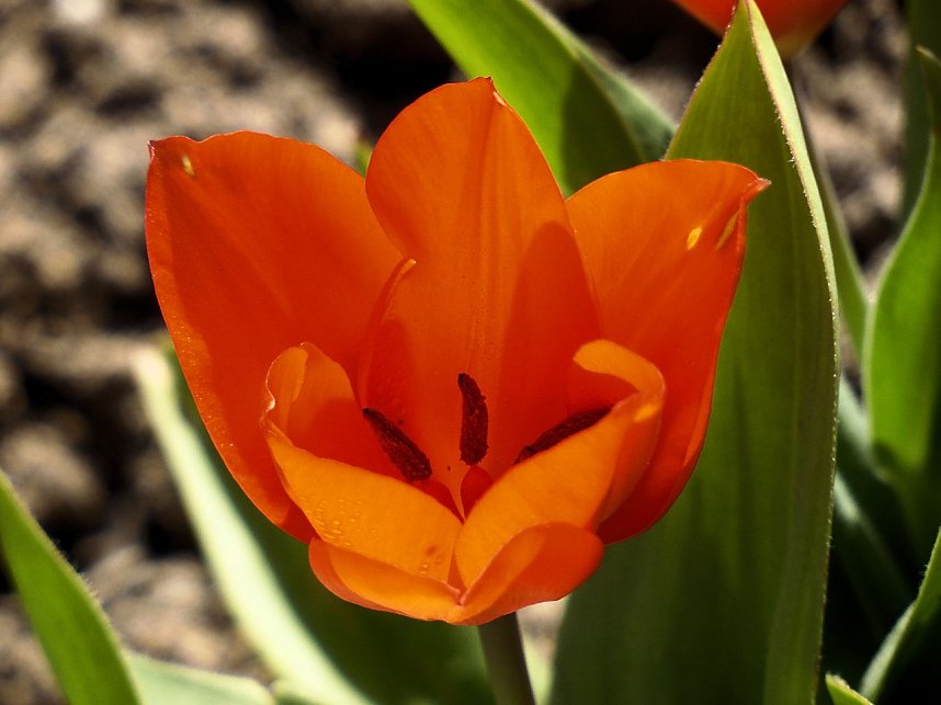 Saisoner&ouml;ffnung im Sangerh&auml;user Rosarium