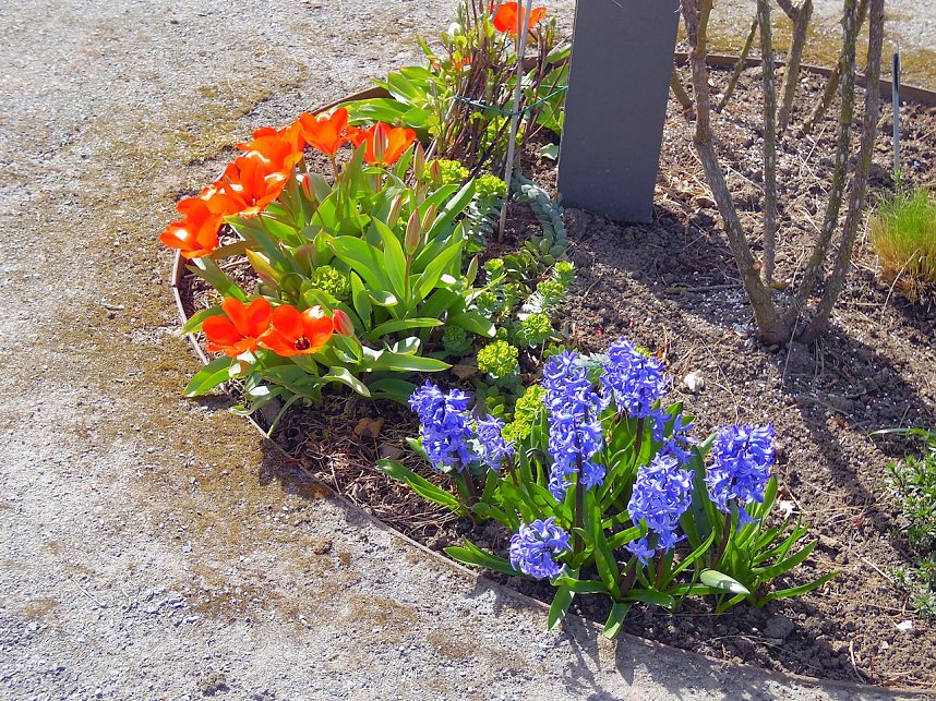 Saisoner&ouml;ffnung im Sangerh&auml;user Rosarium