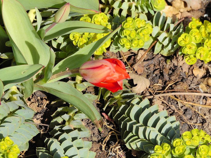Saisoner&ouml;ffnung im Sangerh&auml;user Rosarium