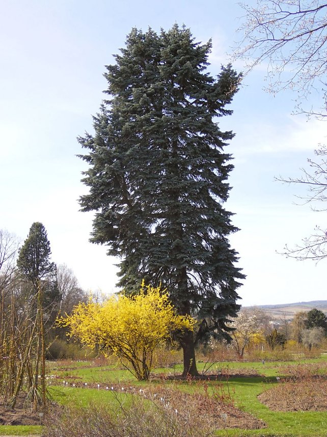 Saisoner&ouml;ffnung im Sangerh&auml;user Rosarium