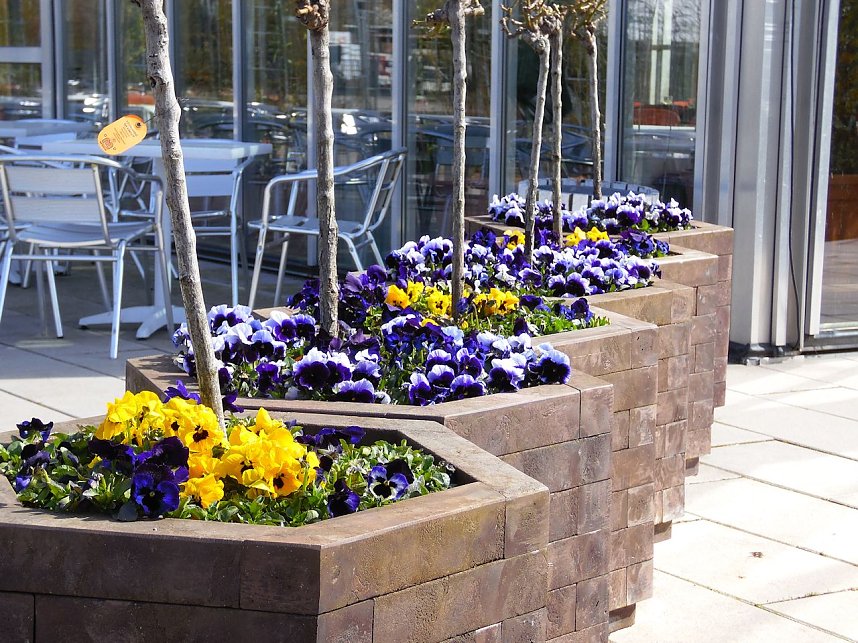 Saisoner&ouml;ffnung im Sangerh&auml;user Rosarium