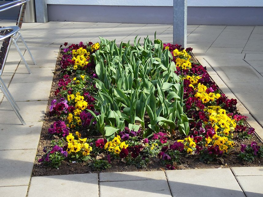 Saisoner&ouml;ffnung im Sangerh&auml;user Rosarium