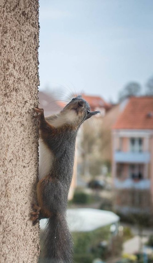 Tierische Mitbewohner