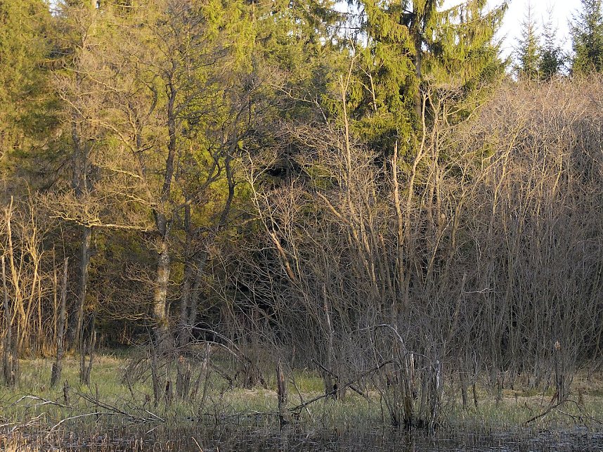 Moore, Hexen und Harz