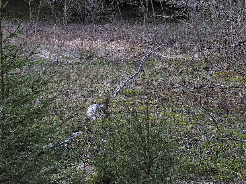 Moore, Hexen und Harz