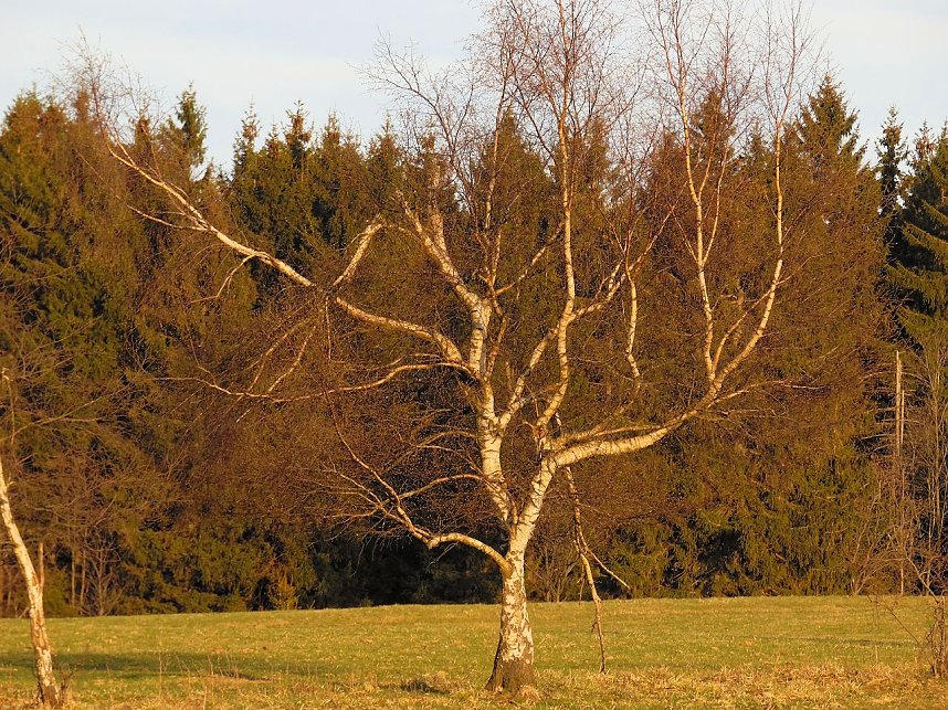 Moore, Hexen und Harz