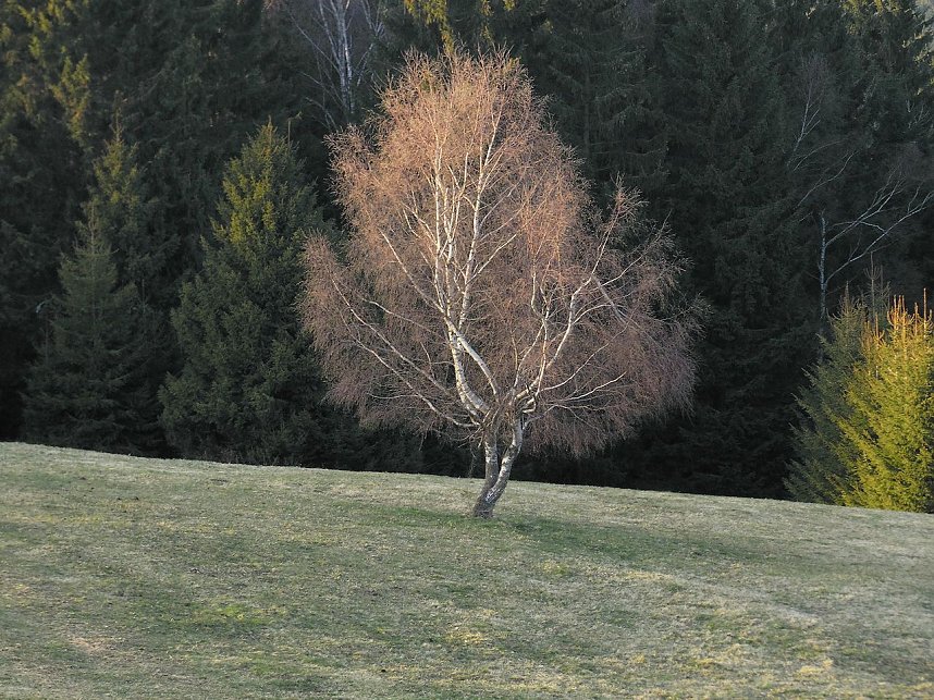 Moore, Hexen und Harz