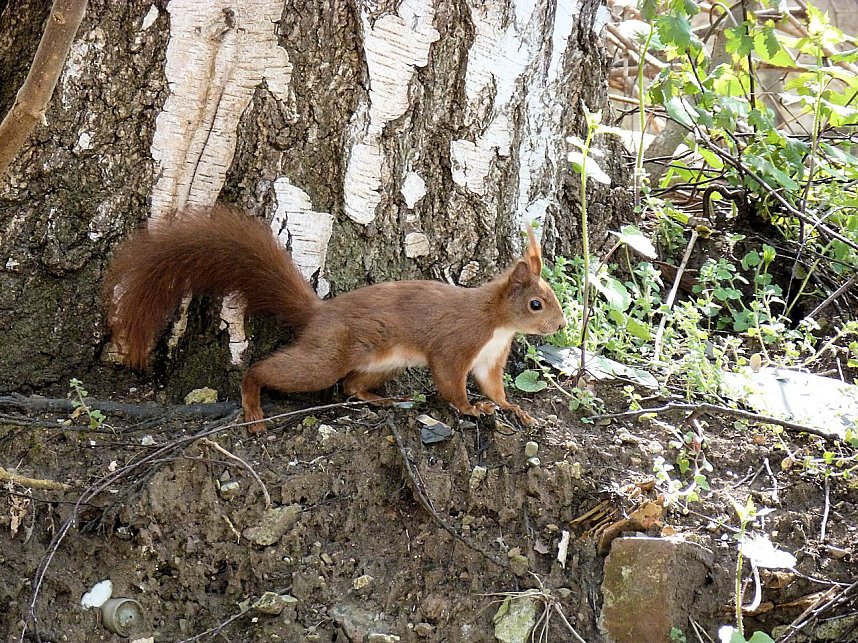 Auf Erkundung an der Stadtmauer