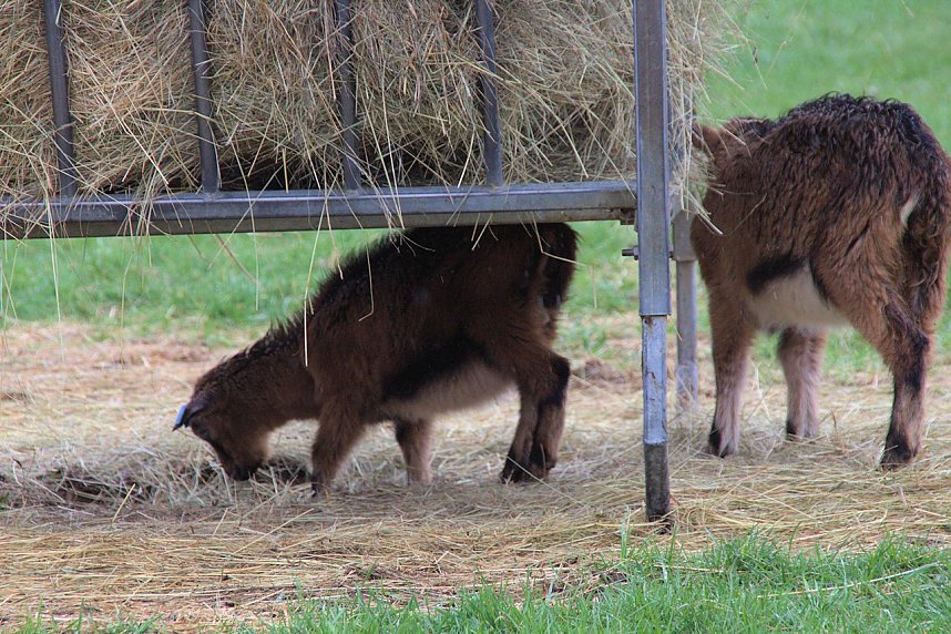 L&auml;mmerfest auf Ziegenalm
