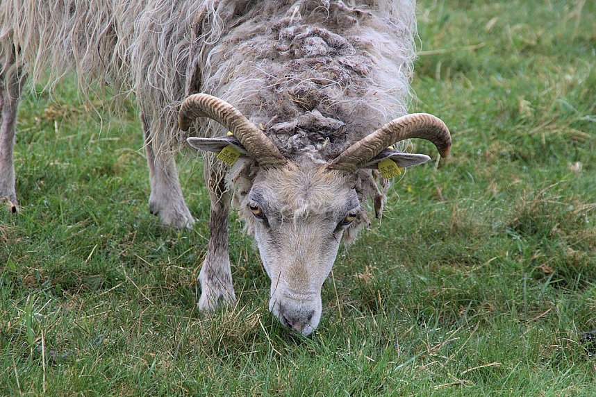 L&auml;mmerfest auf Ziegenalm