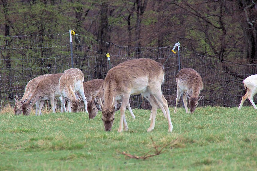 L&auml;mmerfest auf Ziegenalm