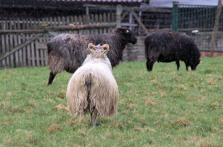 L&auml;mmerfest auf Ziegenalm