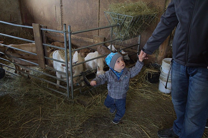 L&auml;mmerfest auf Ziegenalm