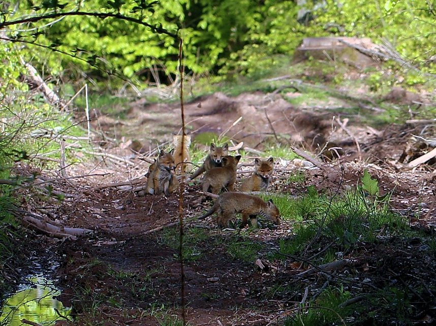 Ein sch&ouml;nes St&uuml;ck Natur beim Abendspaziergang mit der Kamera im W&uuml;lfinger&ouml;der Wald
