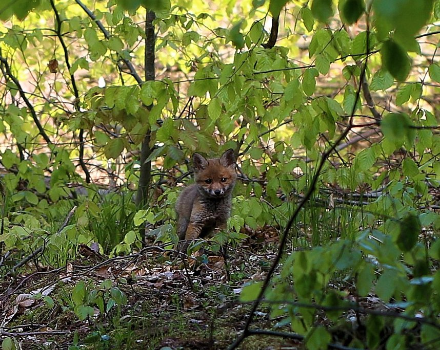 Ein sch&ouml;nes St&uuml;ck Natur beim Abendspaziergang mit der Kamera im W&uuml;lfinger&ouml;der Wald
