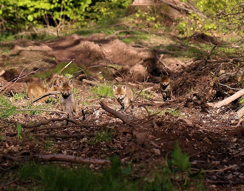Ein sch&ouml;nes St&uuml;ck Natur beim Abendspaziergang mit der Kamera im W&uuml;lfinger&ouml;der Wald