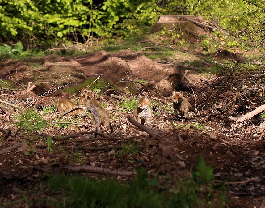Ein sch&ouml;nes St&uuml;ck Natur beim Abendspaziergang mit der Kamera im W&uuml;lfinger&ouml;der Wald