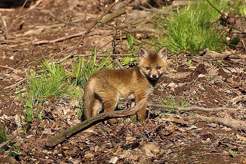 Ein sch&ouml;nes St&uuml;ck Natur beim Abendspaziergang mit der Kamera im W&uuml;lfinger&ouml;der Wald