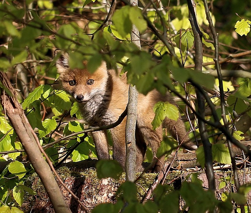 Ein sch&ouml;nes St&uuml;ck Natur beim Abendspaziergang mit der Kamera im W&uuml;lfinger&ouml;der Wald