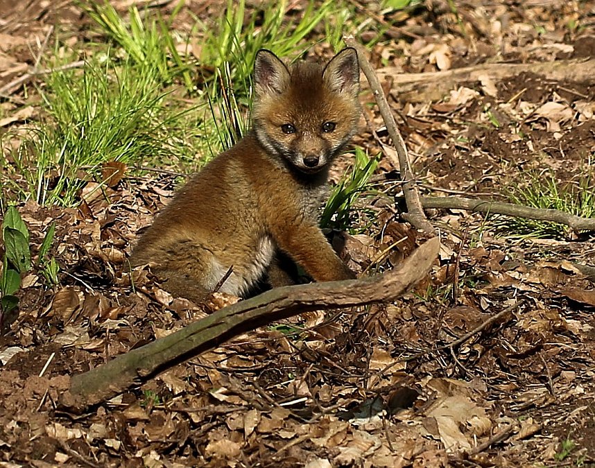 Ein sch&ouml;nes St&uuml;ck Natur beim Abendspaziergang mit der Kamera im W&uuml;lfinger&ouml;der Wald