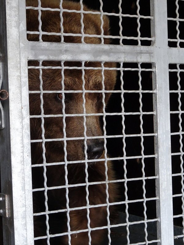 B&auml;rin Conny zieht nach Worbis