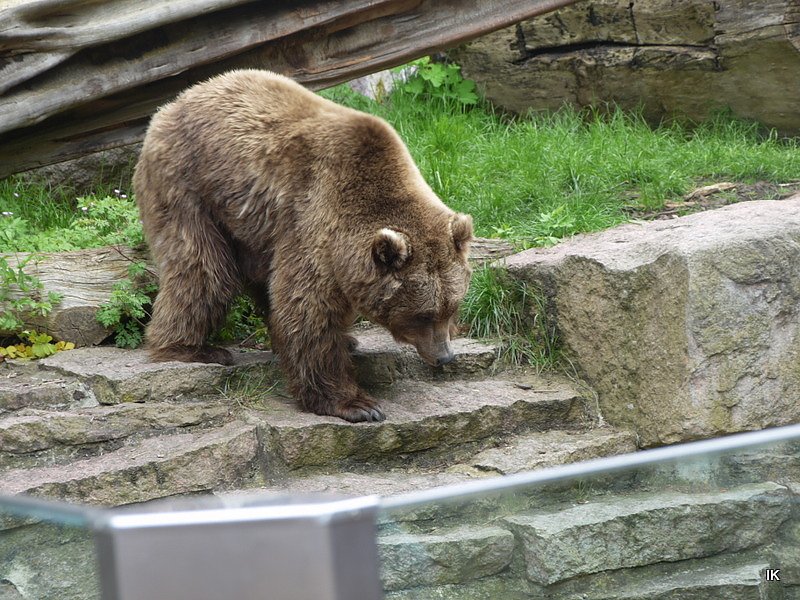 B&auml;rin Conny zieht nach Worbis