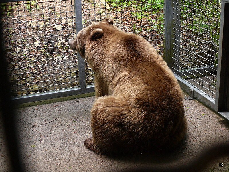 B&auml;rin Conny zieht nach Worbis