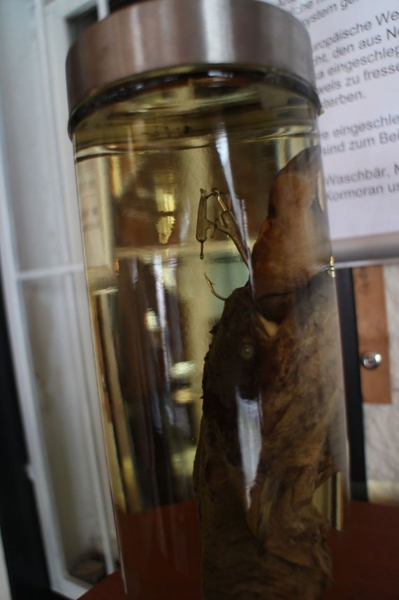 14. Nordh&auml;user Fischerfest