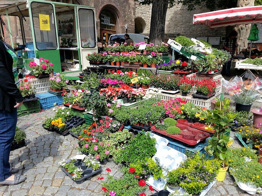 Geranien - und Blumenmarkt auf dem Nordh&auml;user Rathausplatz