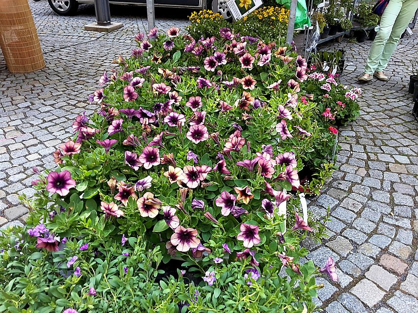 Geranien - und Blumenmarkt auf dem Nordh&auml;user Rathausplatz