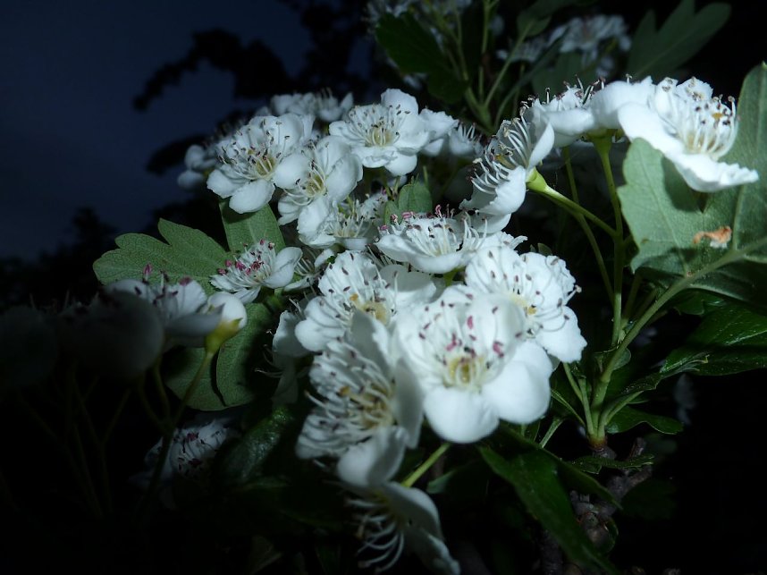 Bl&uuml;tenpracht in der Nordh&auml;user Nacht