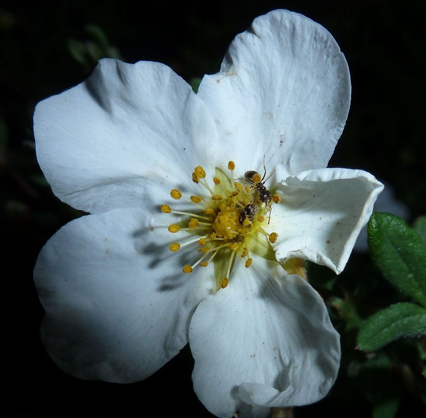 Bl&uuml;tenpracht in der Nordh&auml;user Nacht