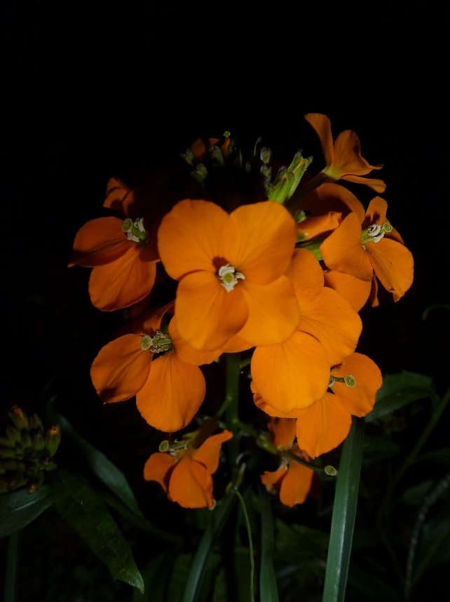 Bl&uuml;tenpracht in der Nordh&auml;user Nacht