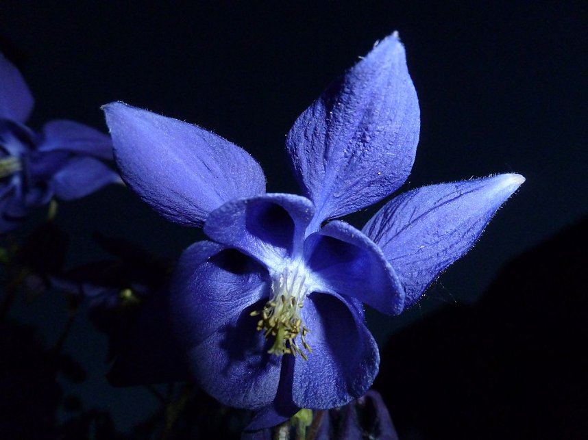 Bl&uuml;tenpracht in der Nordh&auml;user Nacht