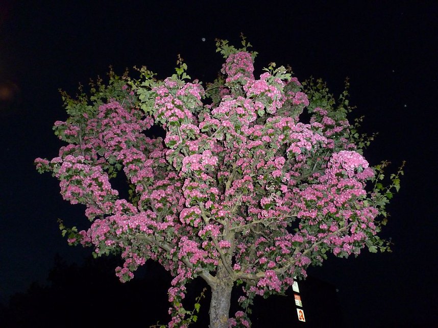 Bl&uuml;tenpracht in der Nordh&auml;user Nacht