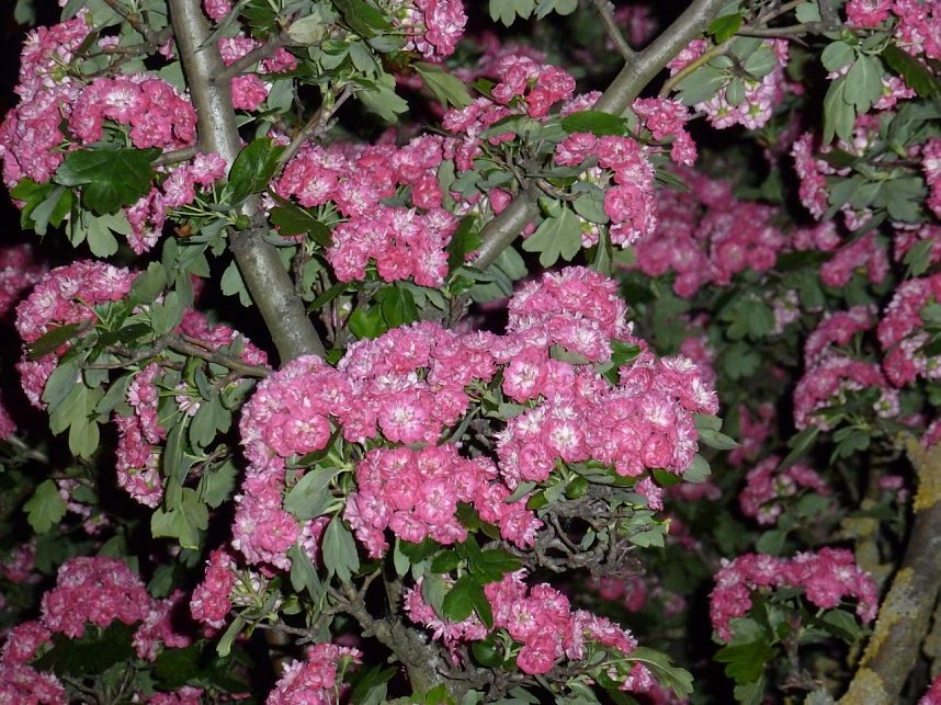 Bl&uuml;tenpracht in der Nordh&auml;user Nacht