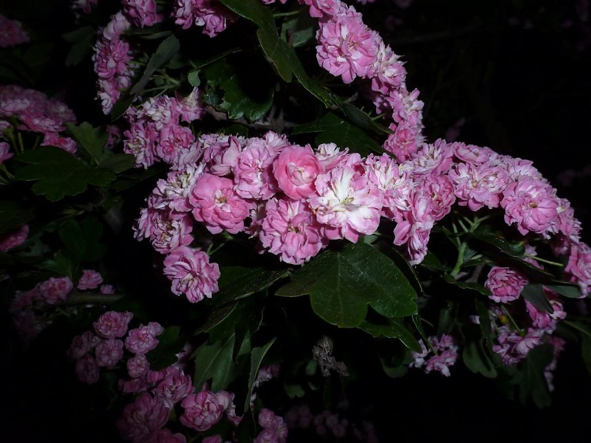 Bl&uuml;tenpracht in der Nordh&auml;user Nacht