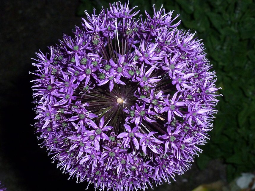 Bl&uuml;tenpracht in der Nordh&auml;user Nacht