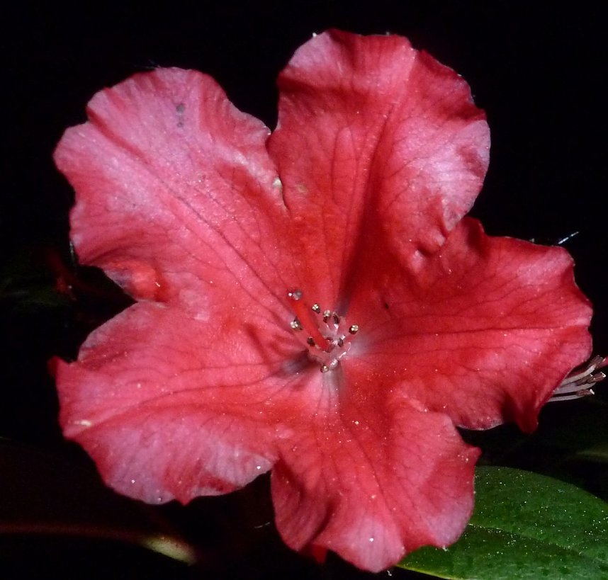 Bl&uuml;tenpracht in der Nordh&auml;user Nacht