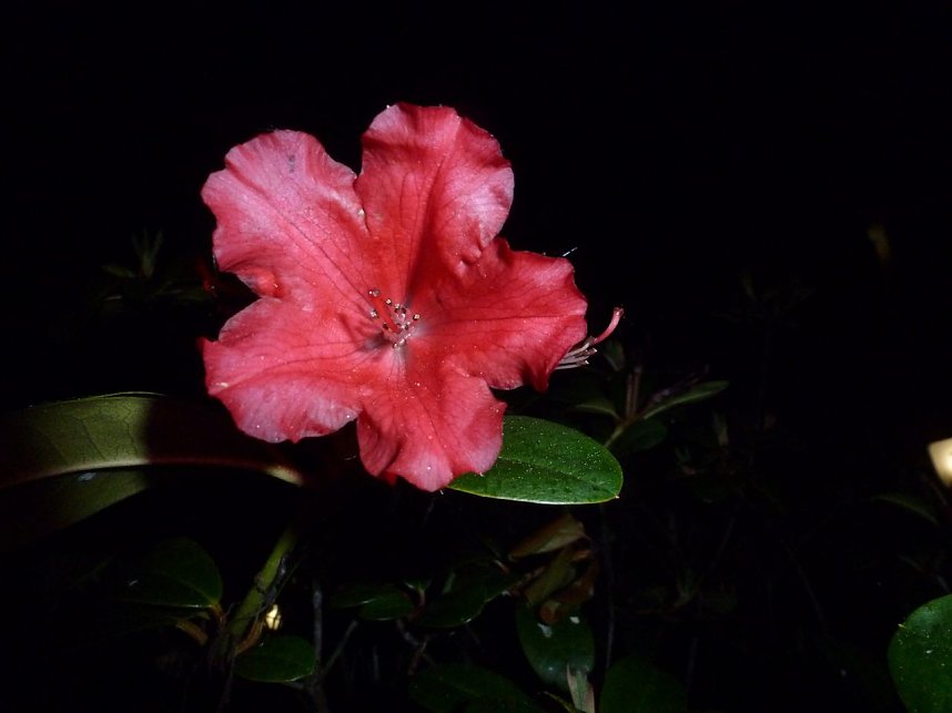 Bl&uuml;tenpracht in der Nordh&auml;user Nacht