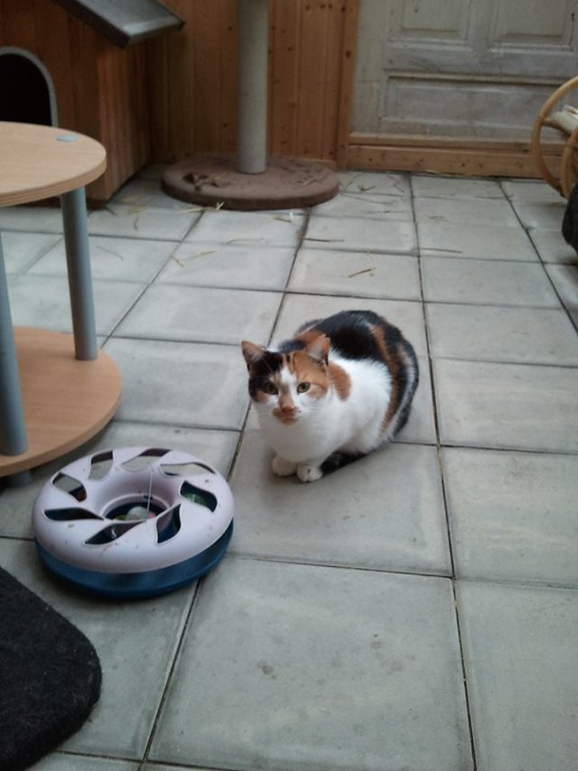 Zum Fr&uuml;hlingsfest konnte der Tierschutzverein Nordhausen viele G&auml;ste begr&uuml;&szlig;en